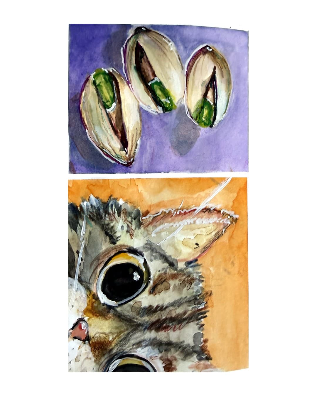 Daily studies of pistachios and a cat